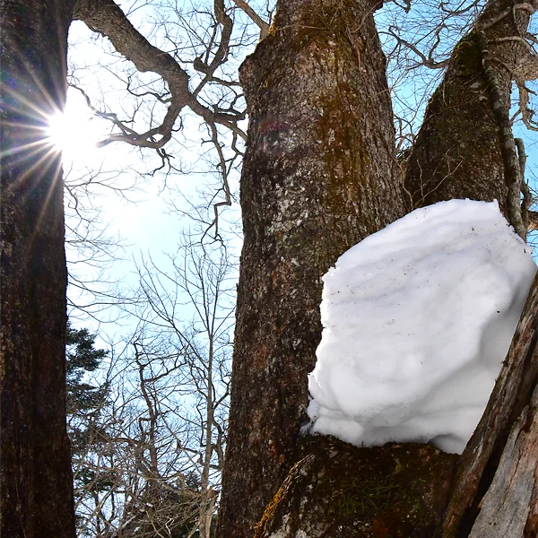 雪を乗せた巨樹