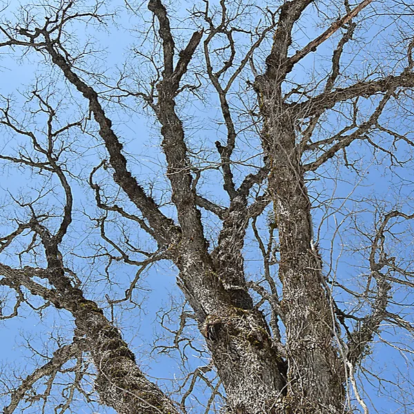 イボイボした木