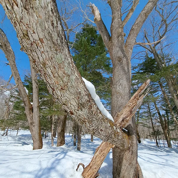 横に太い枝が張り出している木
