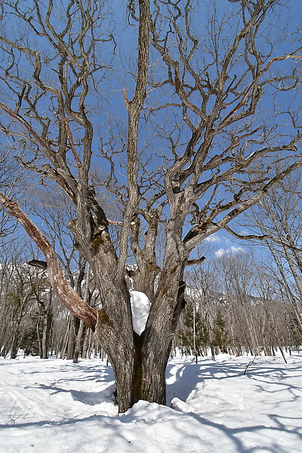 ミズナラの巨樹