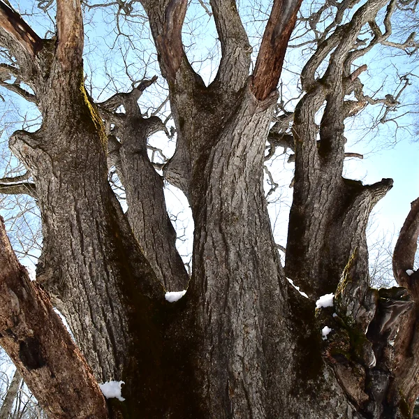 ミズナラの巨樹を近距離から見上げる