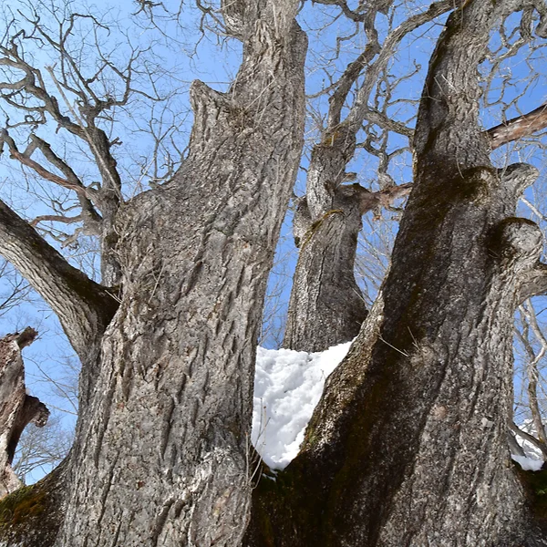  ミズナラの巨樹を近距離から見上げる