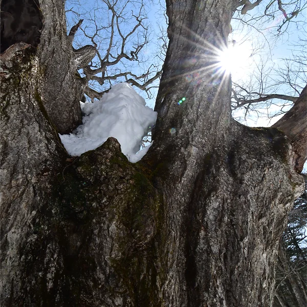  ミズナラの巨樹を近距離から見上げる
