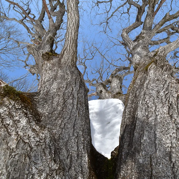  ミズナラの巨樹を近距離から見上げる