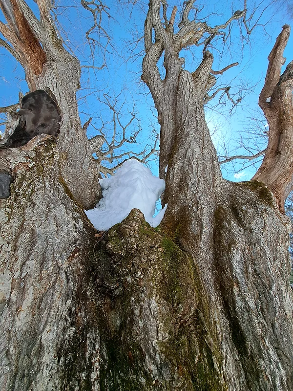  ミズナラの巨樹を近距離から見上げる