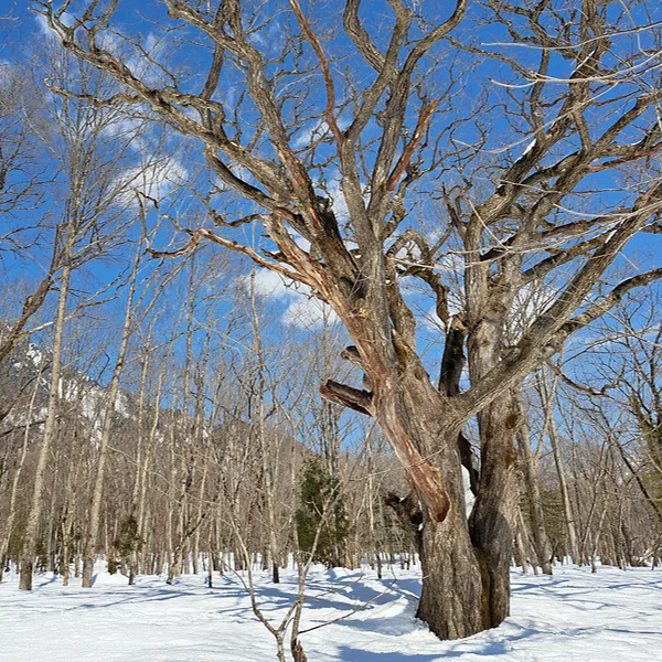戸隠の雪原