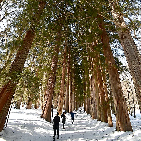 奥社参道杉並木