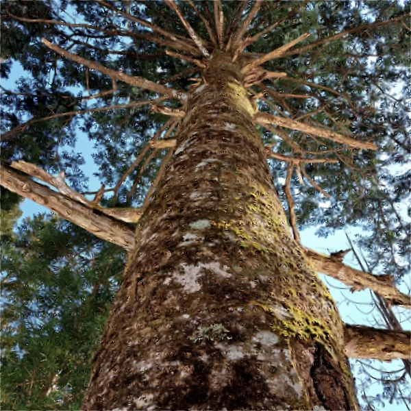 見上げるモミの木
