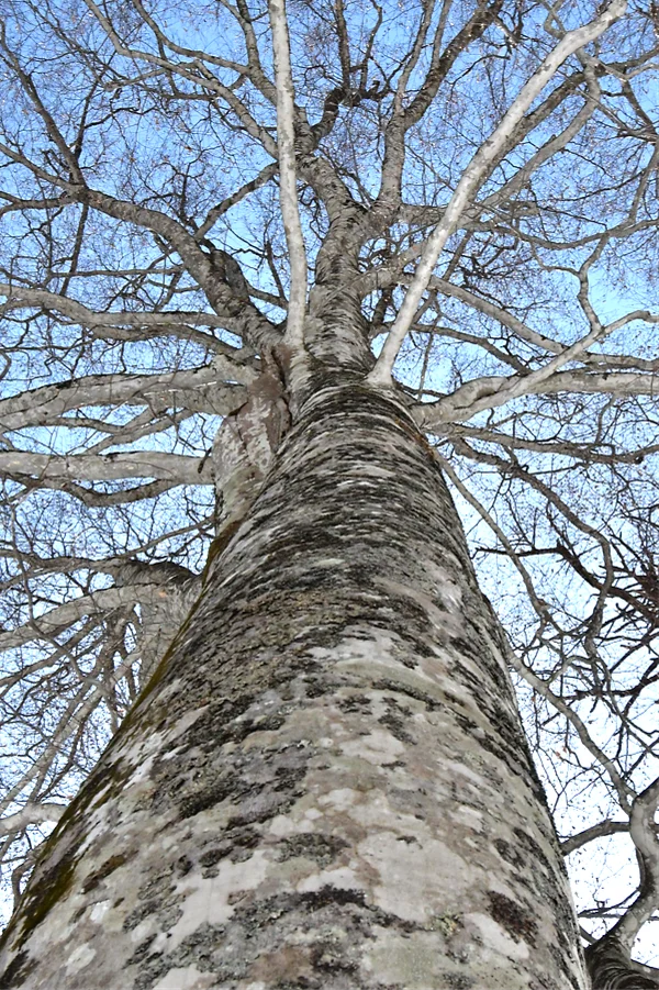見上げるブナの木