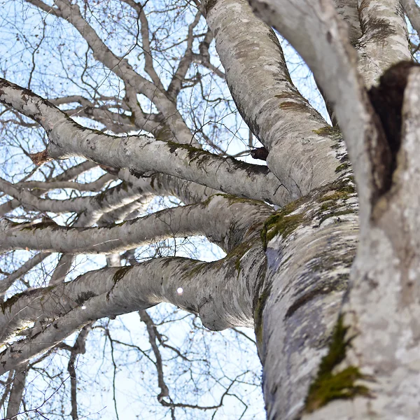 ブナの枝ぶり