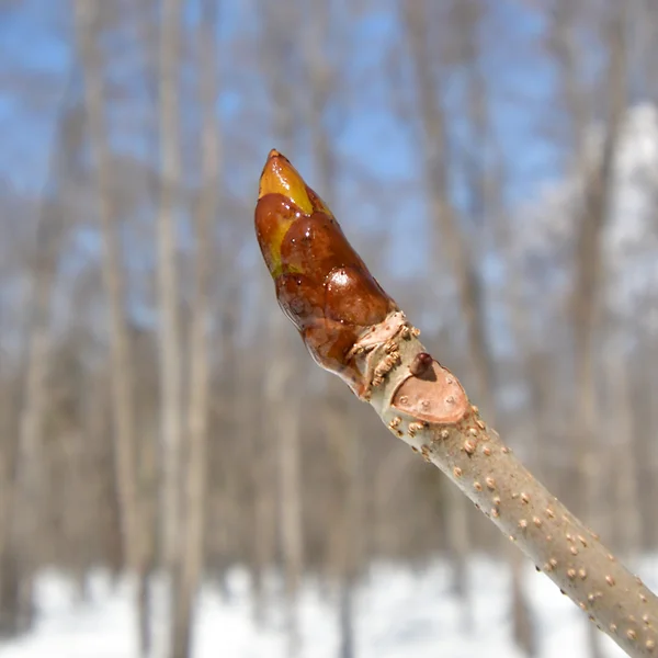 トチノキの冬芽