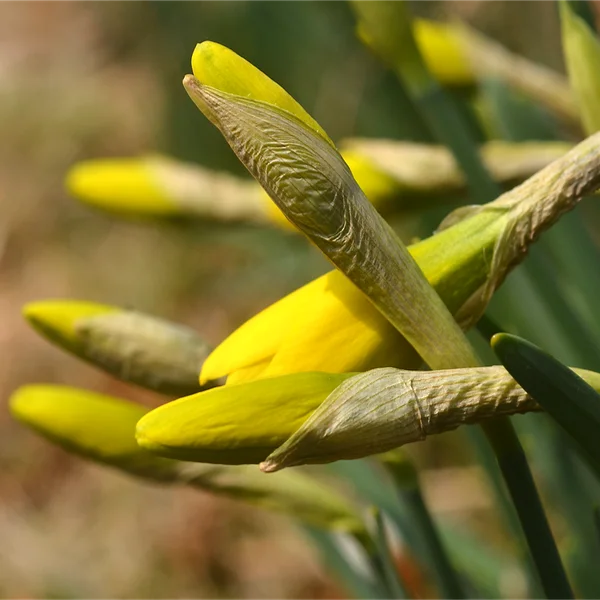 スイセンのつぼみ