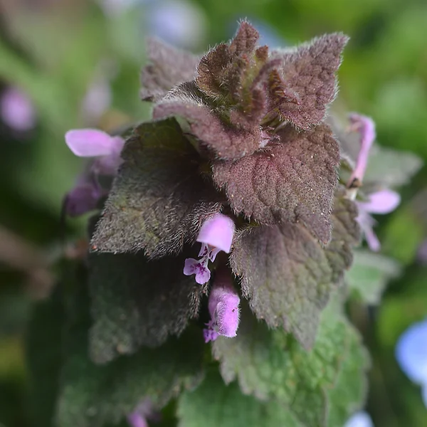 ヒメオドリコソウ