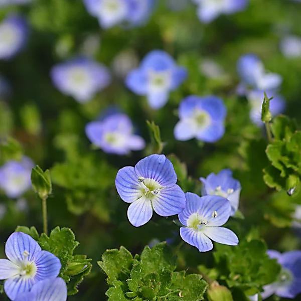 オオイヌノフグリ