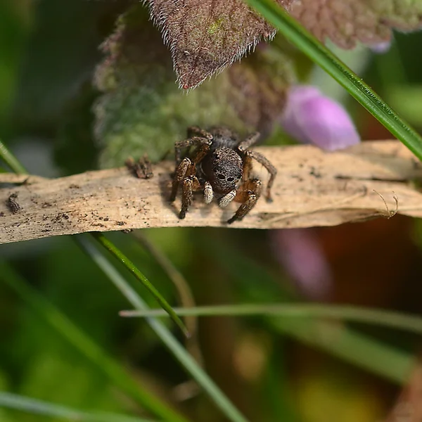 ヤマジハエトリでしょうか