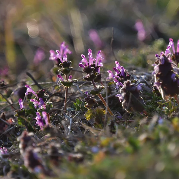 ホトケノザとヒメオドリコソウ