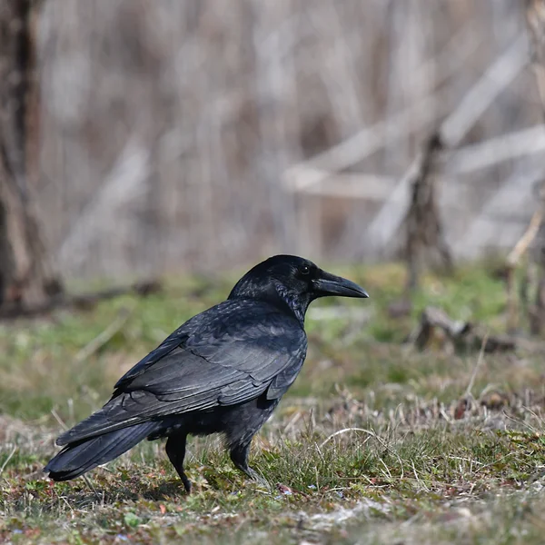 ハシボソガラス