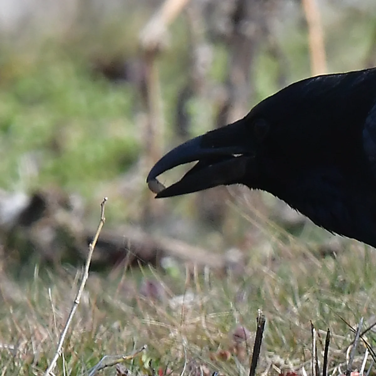 ハシボソガラスの食事拡大