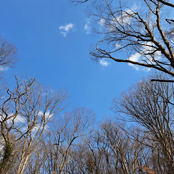 いつもの近所の森