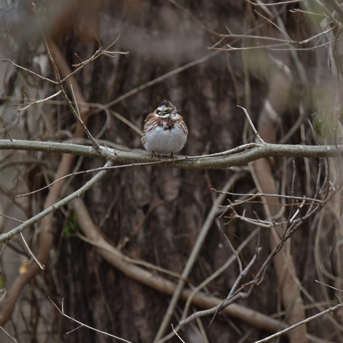 カシラダカ夏羽