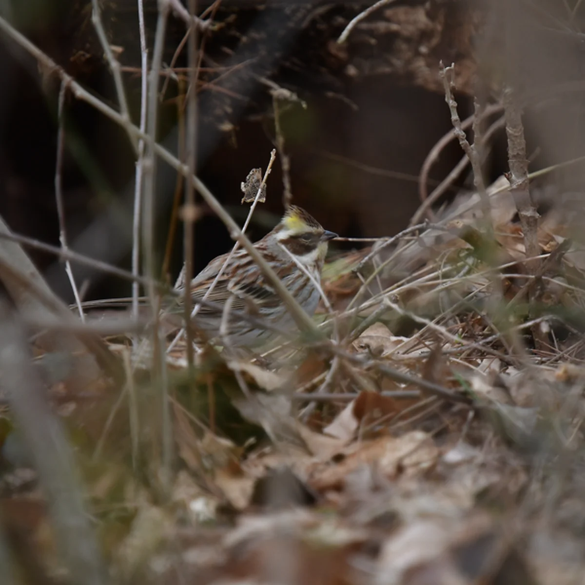 ミヤマホオジロ