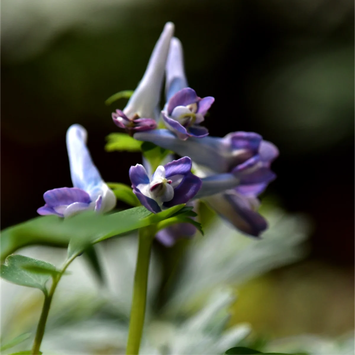 ヤマエンゴサク