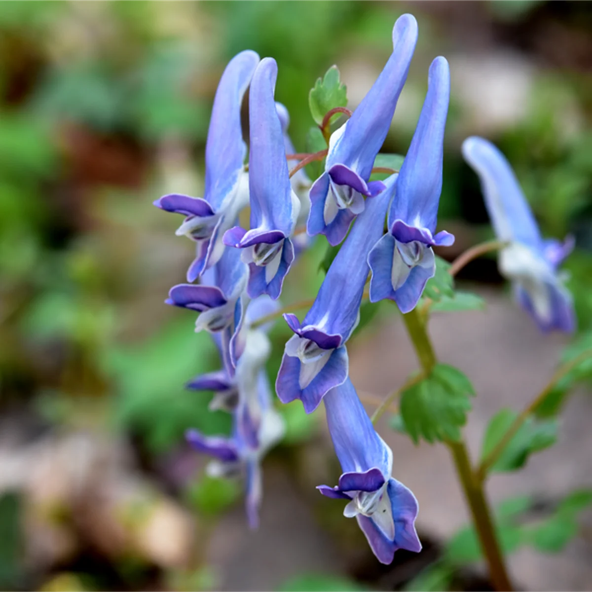 ヤマエンゴサク