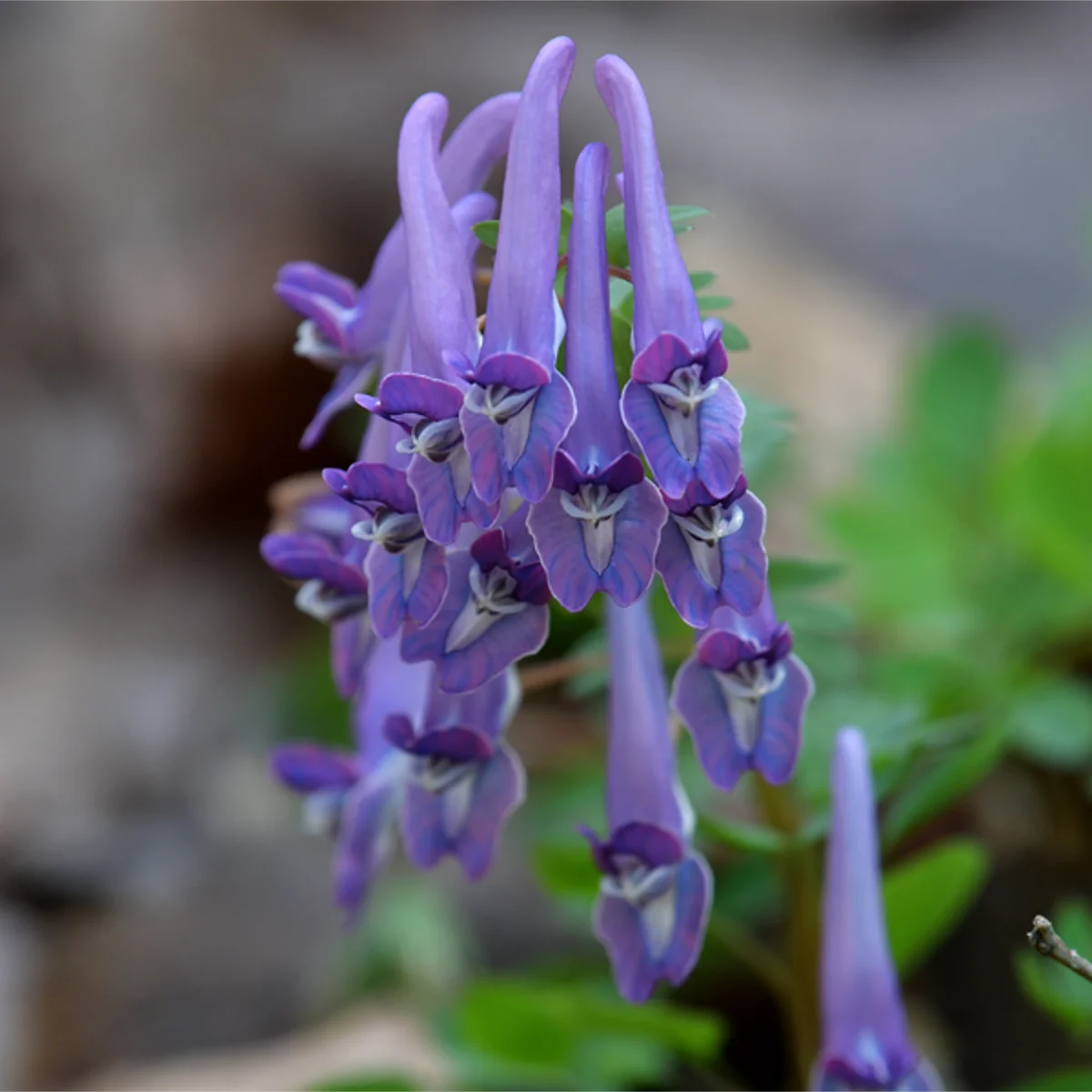 ヤマエンゴサク