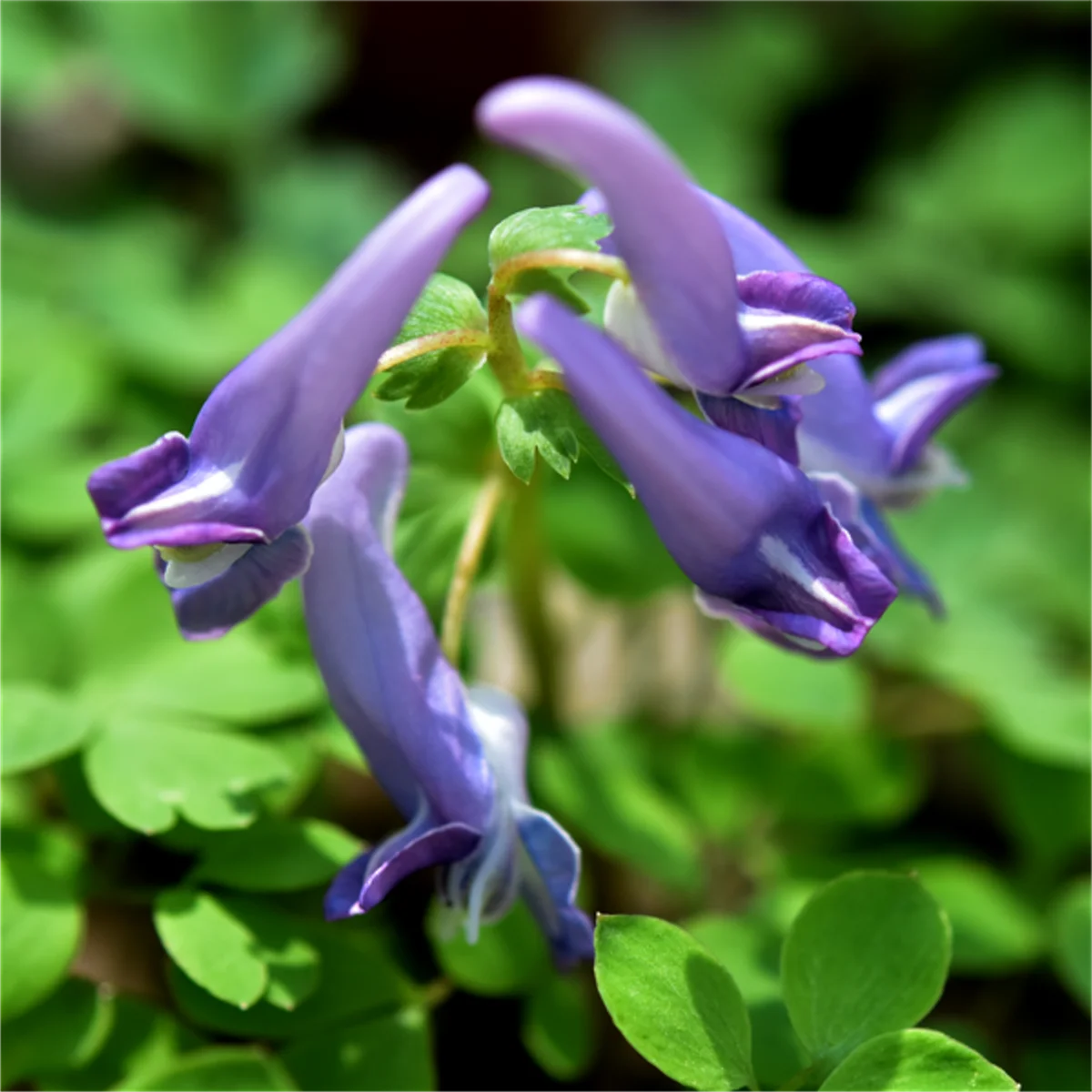 ヤマエンゴサク