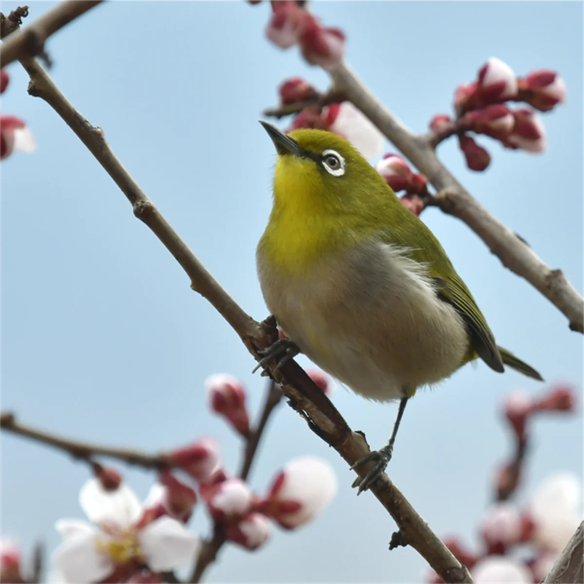 ウメの花とメジロ