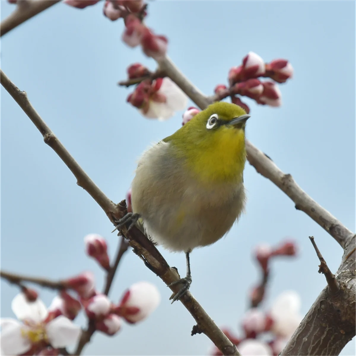 ウメの花とメジロ