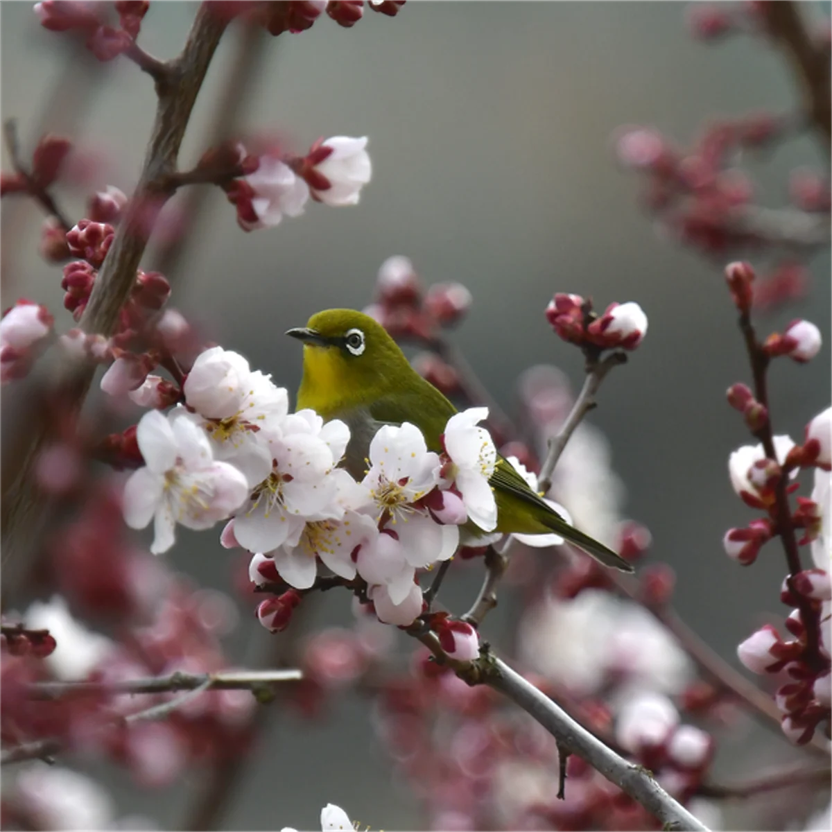 ウメの花とメジロ