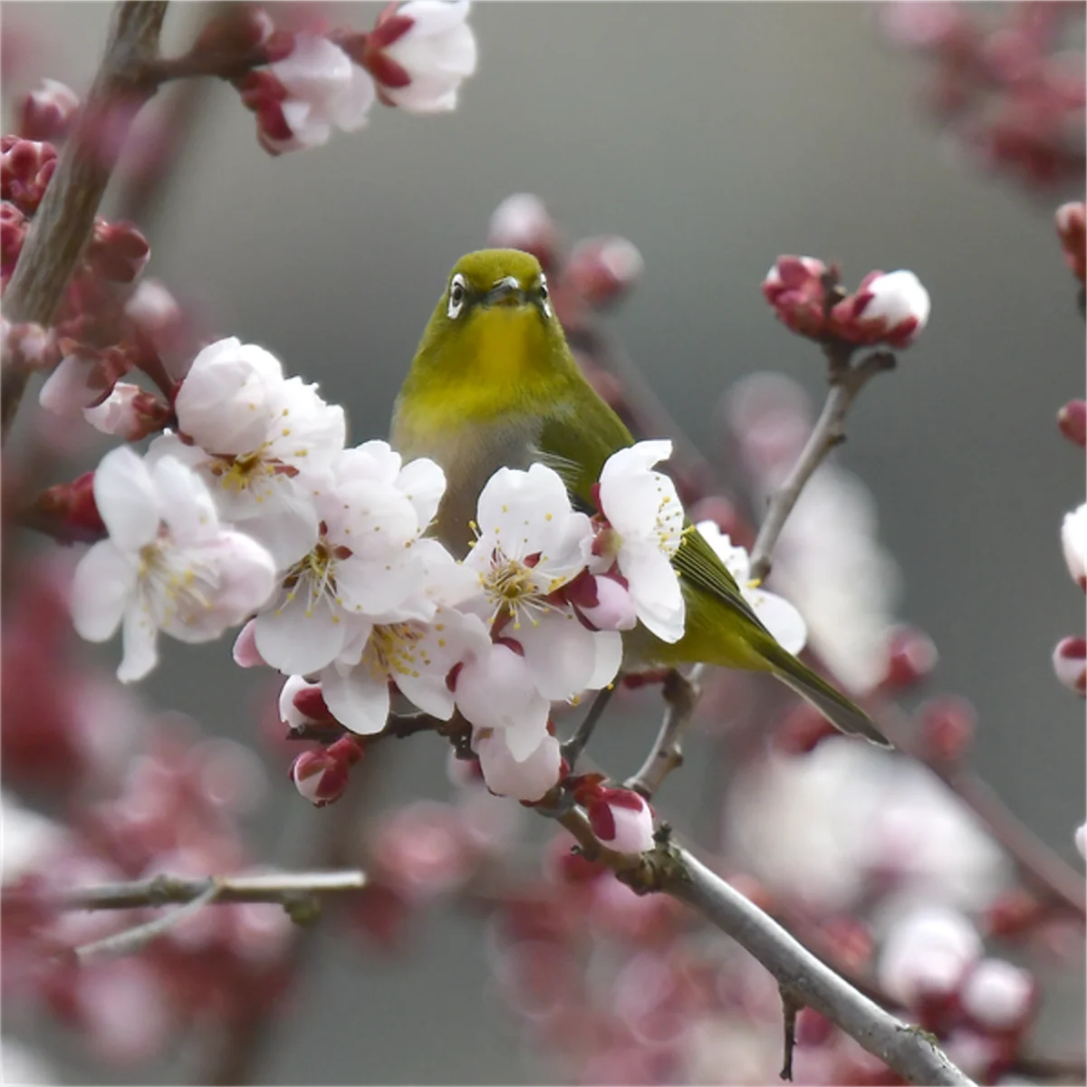 ウメの花とメジロ