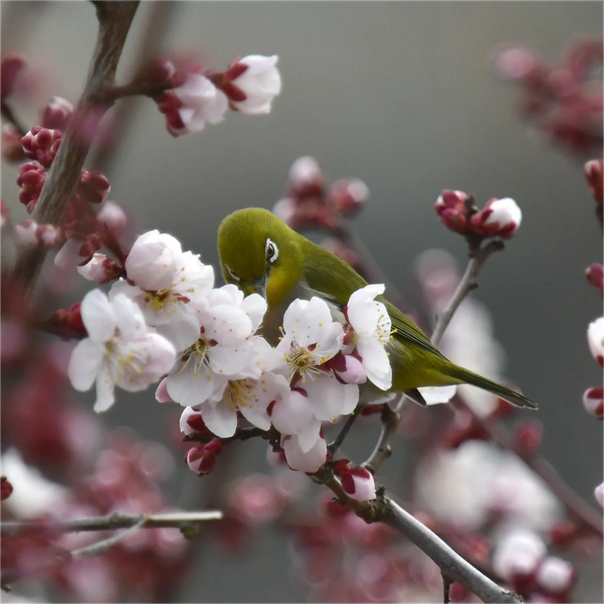 ウメの花とメジロ