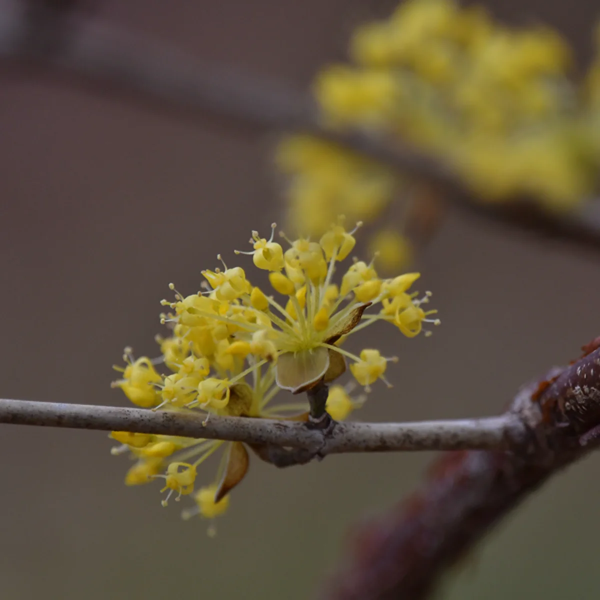 アブラチャンでしょうか