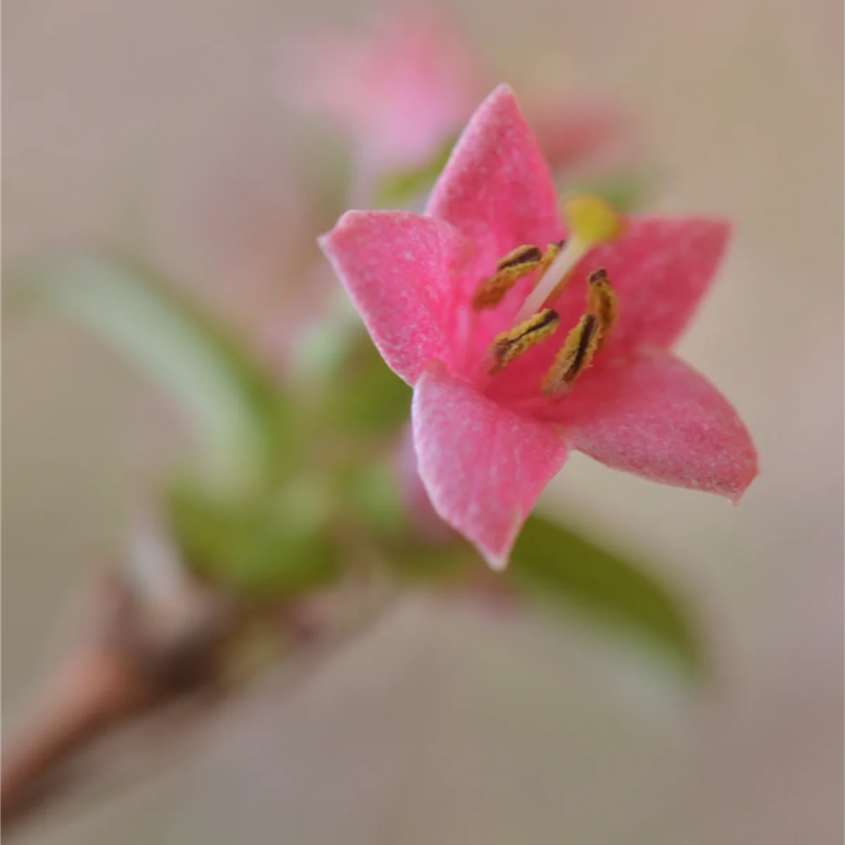 ウグイスカグラの花