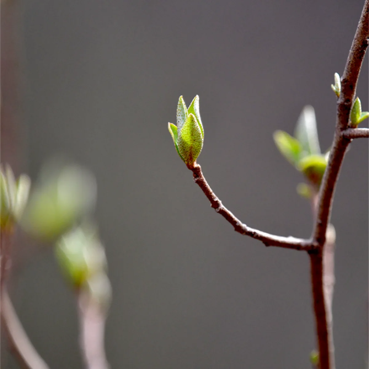 ウグイスカグラの新芽