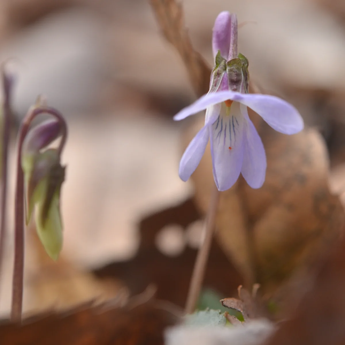 タチツボスミレ