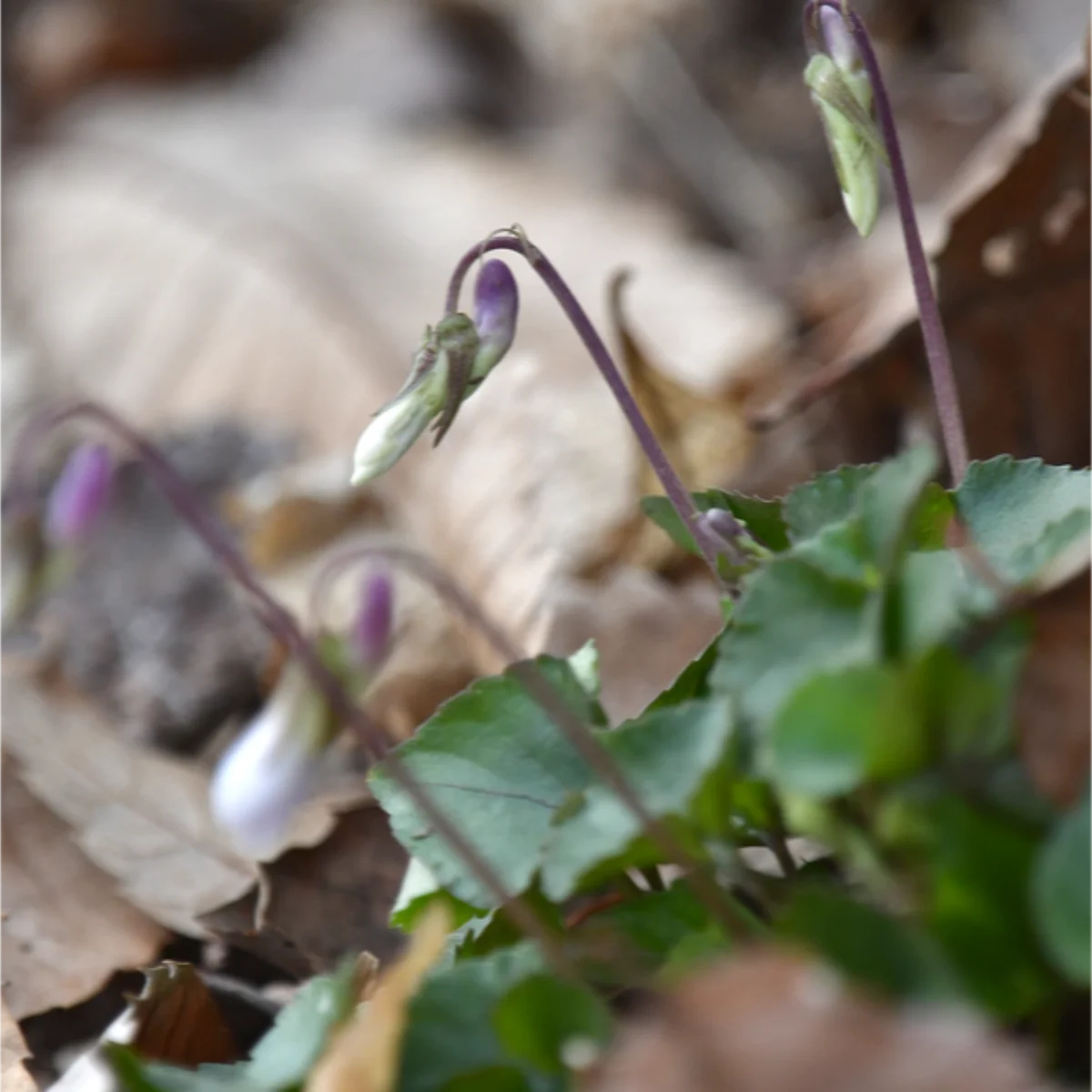 タチツボスミレのつぼみ
