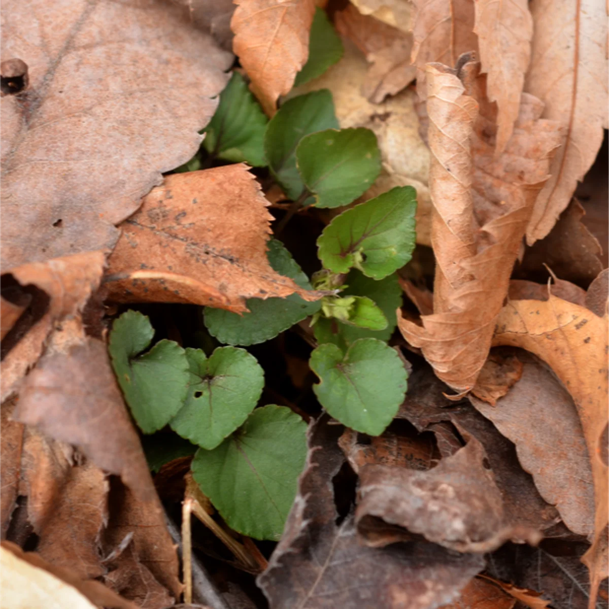 タチツボスミレの葉