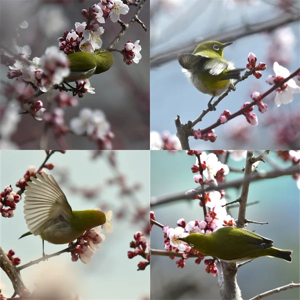 ウメの花とメジロ