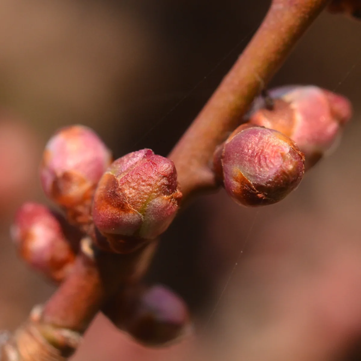 3月23日のウメのまだかたいつぼみ