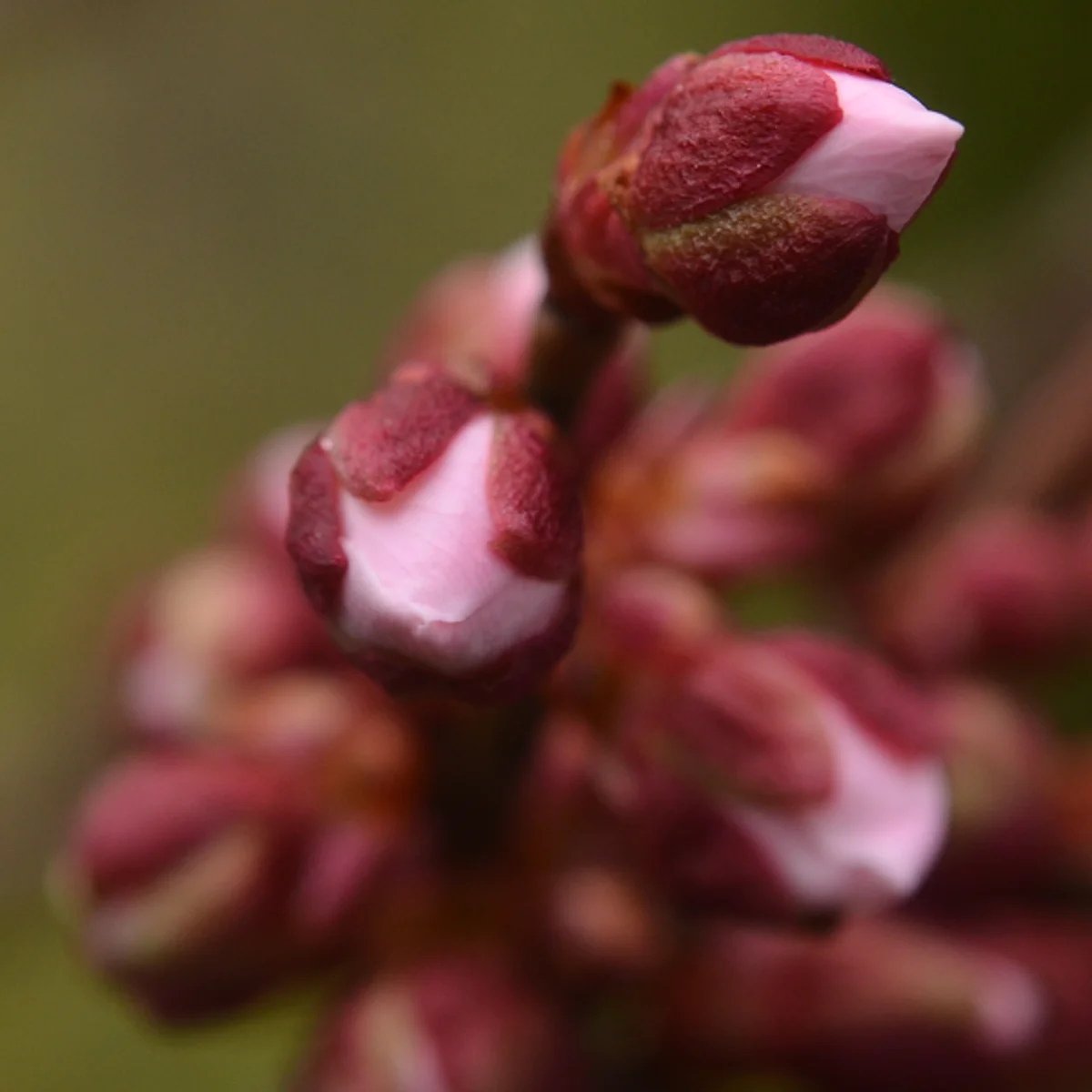 3月28日の花弁が見え始めたウメのつぼみ