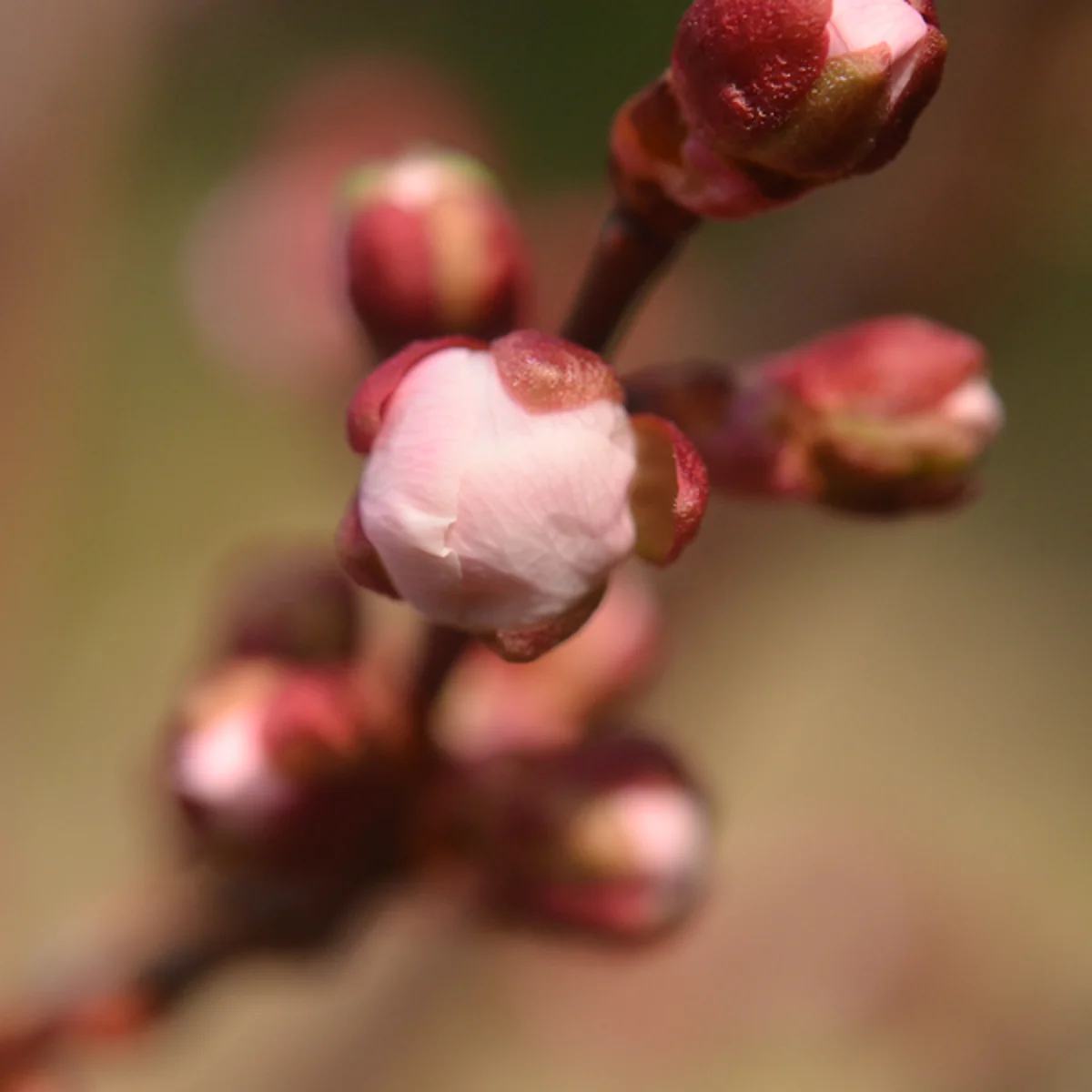 3月29日のだいぶ膨らんできたウメのつぼみ