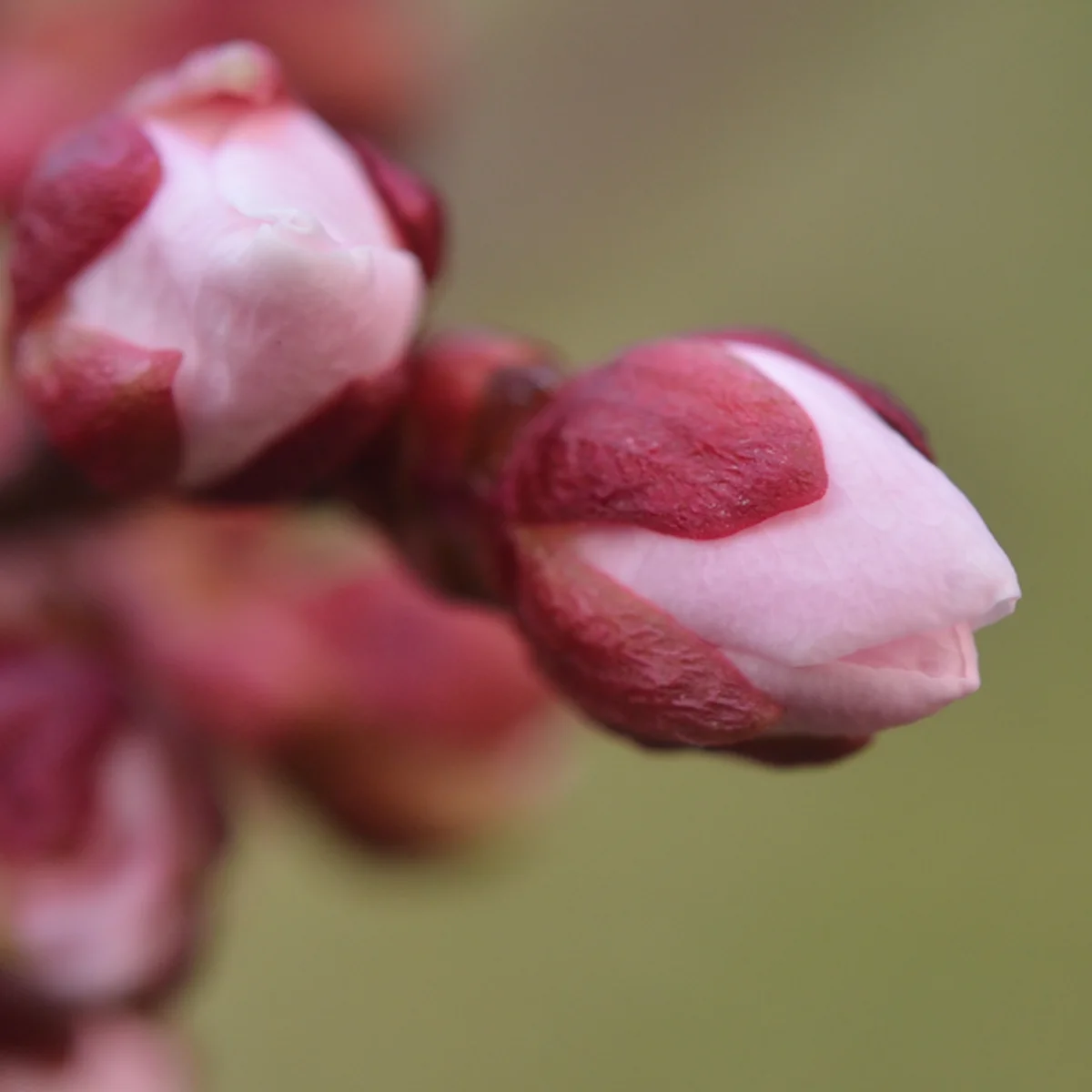 3月30日の花弁がかなり見えているウメのつぼみ