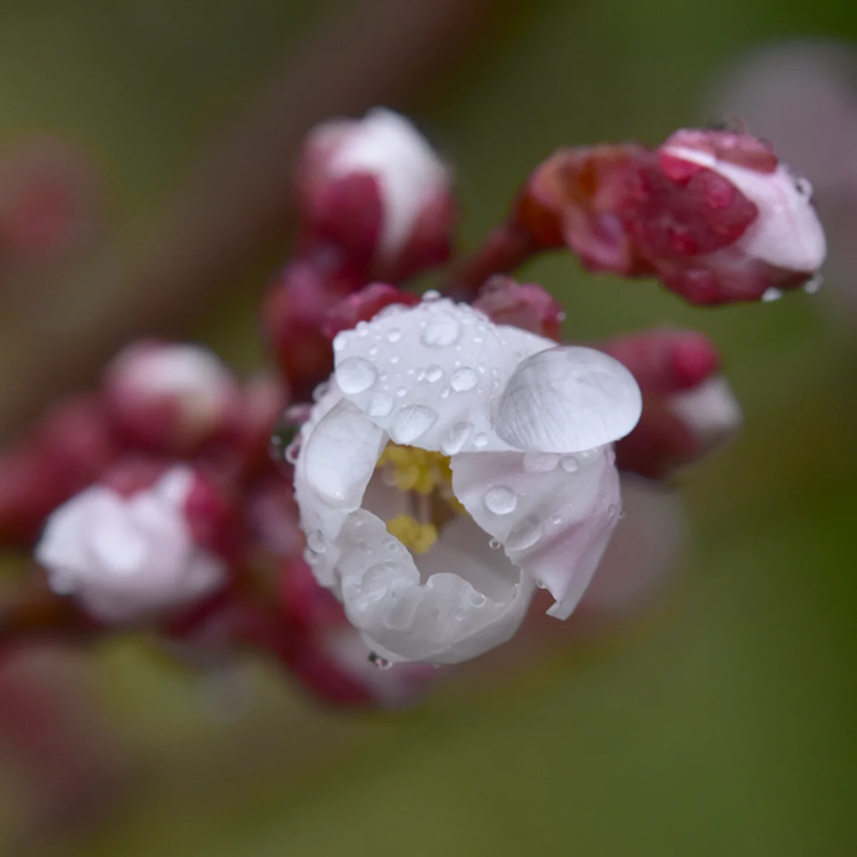 4月3日の雄蕊が少し見え始めた開きかけのウメのつぼみ