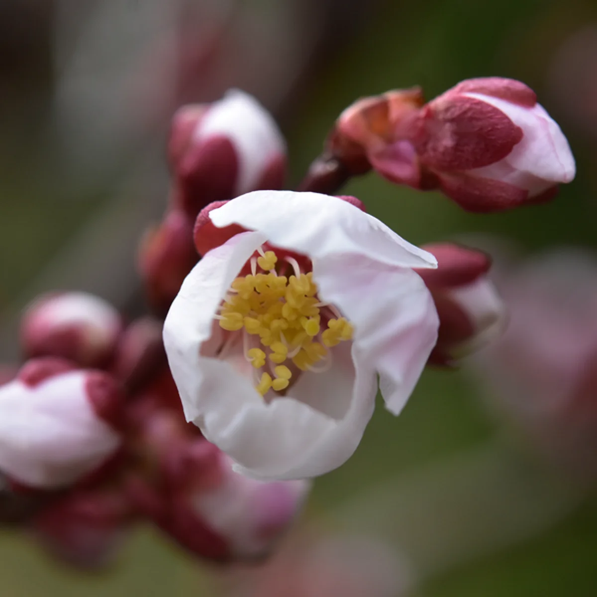 4月4日の開きかけのウメの花