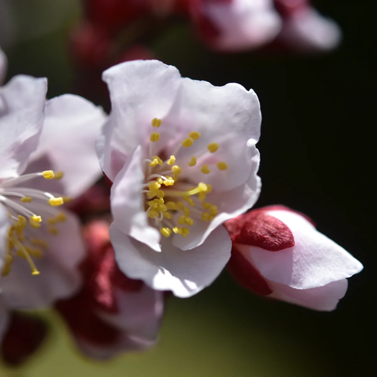 4月5日の半開きのウメの花