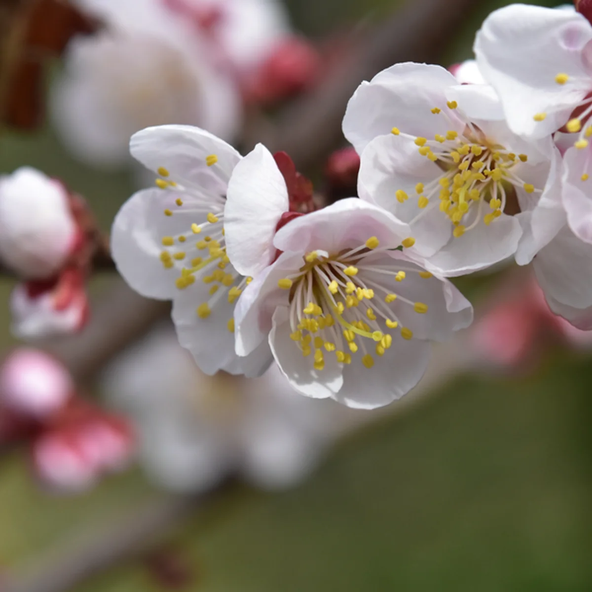 4月6日の程よく開いたウメの花