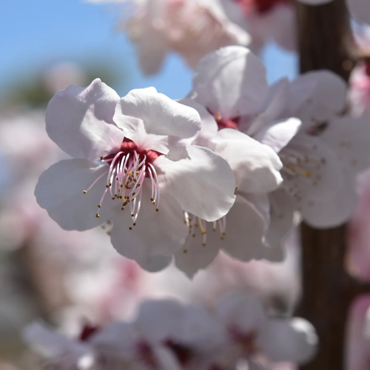 4月12日のそろそろ開きすぎた感じのあるウメの花